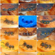 Illustration for article titled These Magnified Bug Parts Are Super Gross and You Should Look at Them
